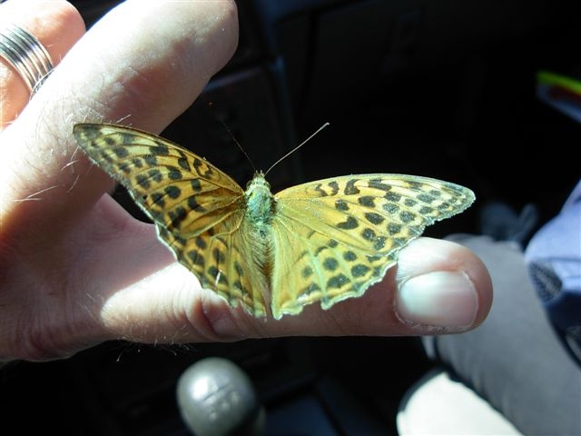 Argynnis paphia